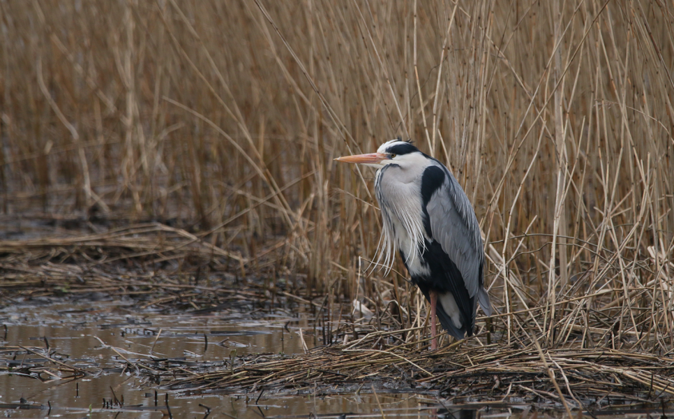 Recent Sightings 5th - 11th of March